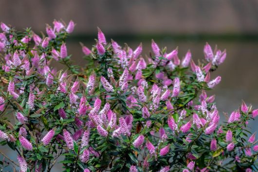 A bush with numerous small pink and white flowers in bloom against a blurred background, reminiscent of the delicate beauty of Dymondia 'Silver Carpet' 3" Pot (Bulk Buy of 20).
