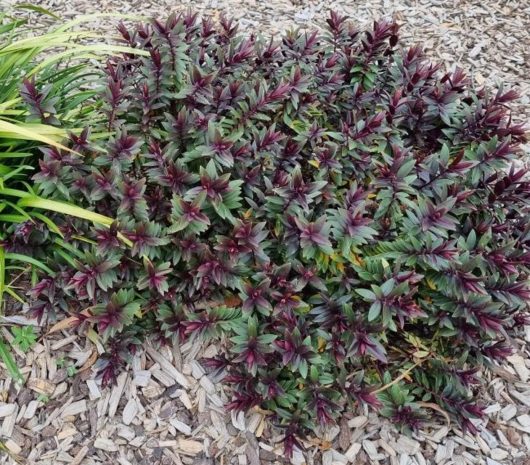 A dense bush with dark green and purple leaves growing beside a Dymondia 'Silver Carpet' 3" Pot (Bulk Buy of 20), with long green leaves, all surrounded by mulch ground cover.