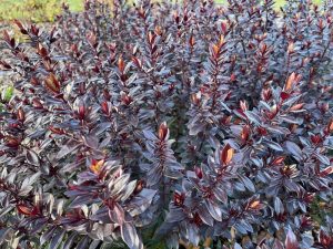 Close-up of a bush with dark purple, glossy leaves. The foliage is dense, and the leaves are clustered closely together, resembling the lush texture found in Dymondia 'Silver Carpet' 3" Pot (Bulk Buy of 20).