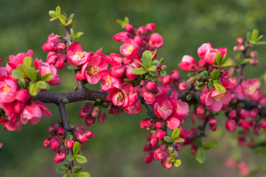 masses of pink flowers chaenomeles japonica japanese flowering quince pink