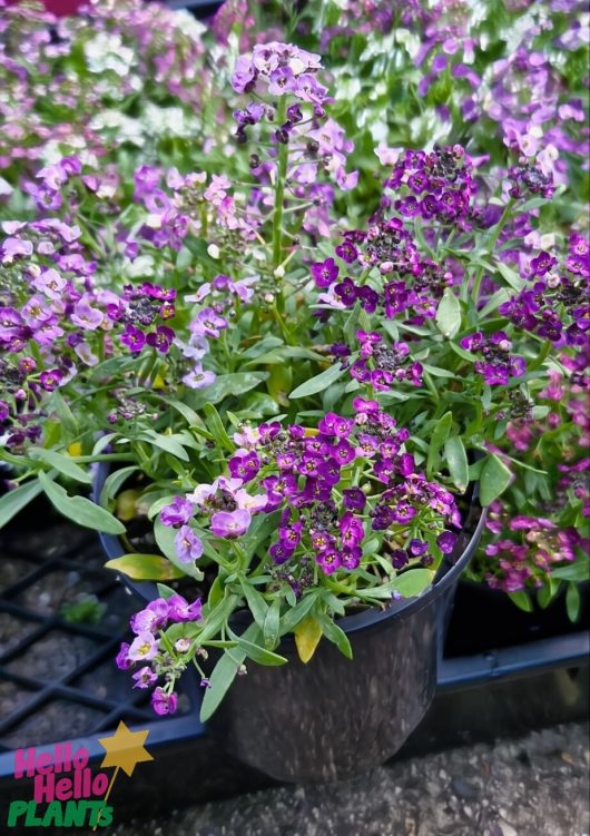 A 4" pot of Lobularia 'Easter Bonnet Mix' Sweet Alyssum, featuring vibrant pink and purple flowers with lush green foliage, beautifully set on a dark surface.