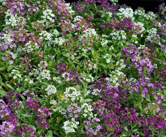 The Lobularia 'Easter Bonnet Mix' Sweet Alyssum in a 4" pot offers a delightful array of small purple, white, and pink flowers amidst lush green leaves.