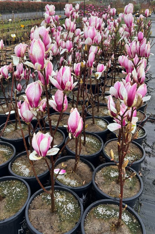 Rows of potted Magnolia 'Burgundy Glow' plants with pink and white flowers displayed outdoors on a black surface, some showcased in stylish 10" pots, create a stunning visual amidst the greenery.