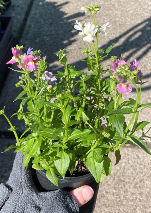 Nemesia foetans poetry mix 3inch 7cm pot multicoloured flowers white purple and pink