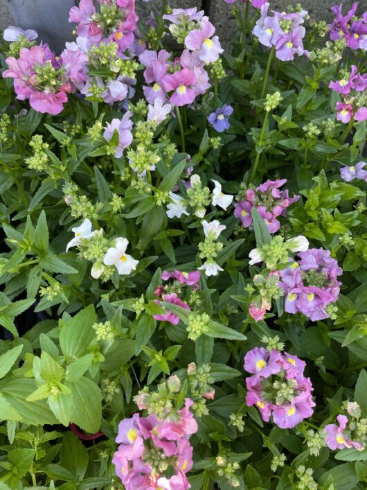 nemesia poetry mix assorted colours pink purple white green foliage cottage gardens