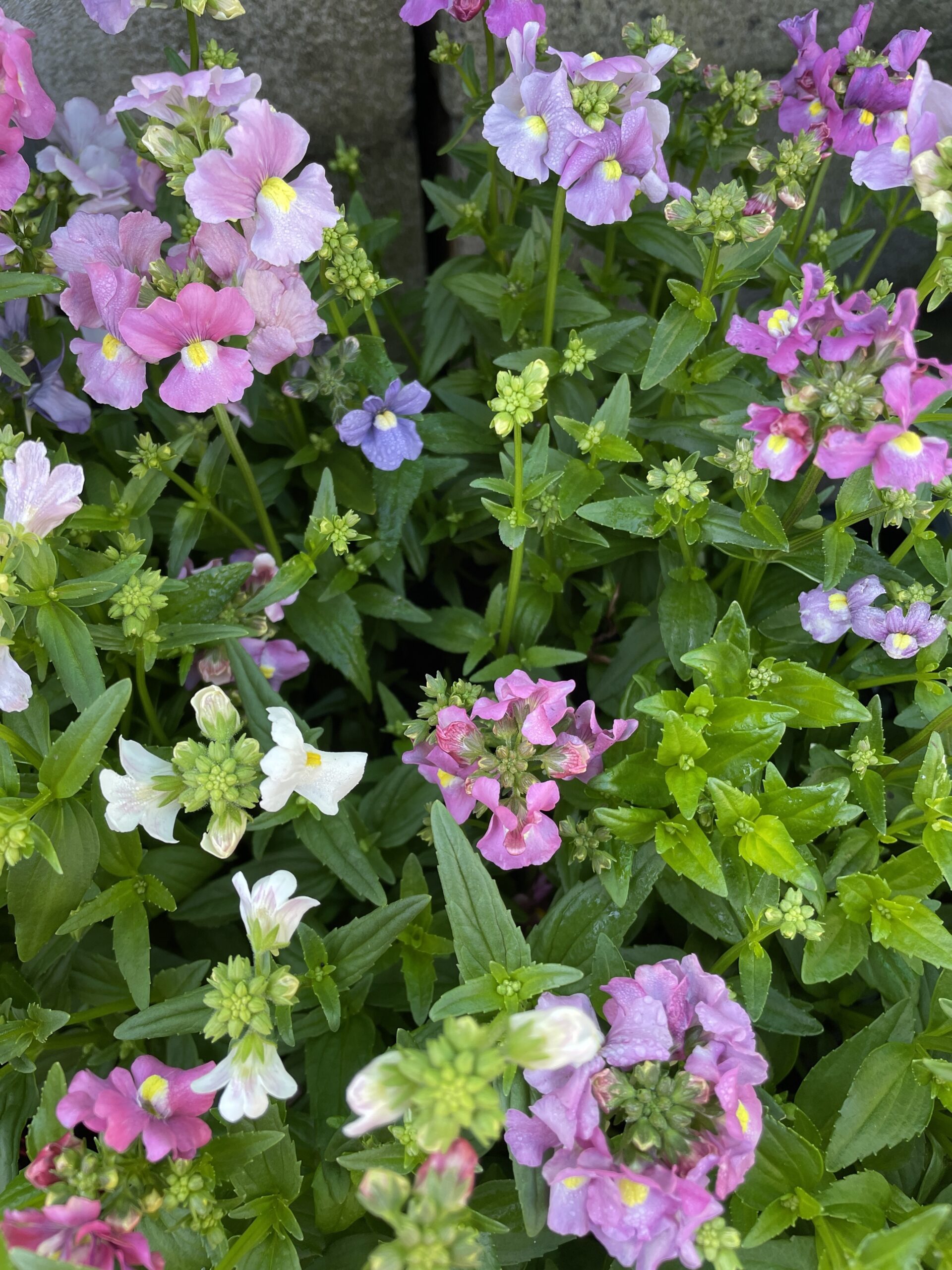 Nemesia 'Poetry Mix' 4