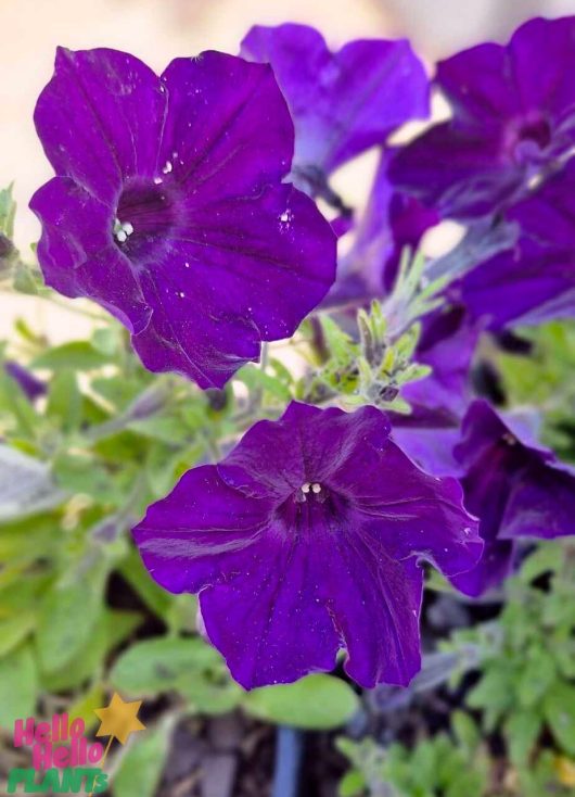 The Petunia 'Supertunia® 'Royal Velvet' in a 6" pot bursts into vibrant purple blooms, with their green foliage providing a lush contrast against the soft background.