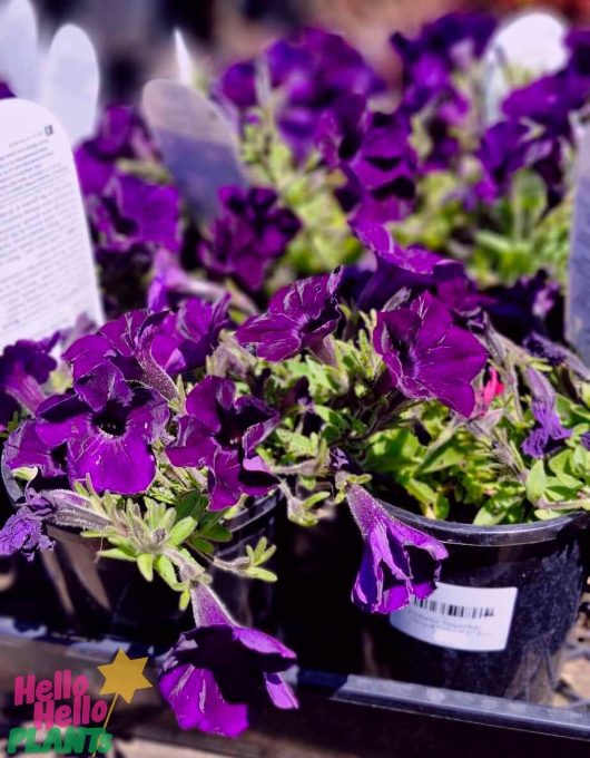 Petunia 'Supertunia® 'Royal Velvet' flowers, featuring green leaves, are stylishly presented in black plastic containers.