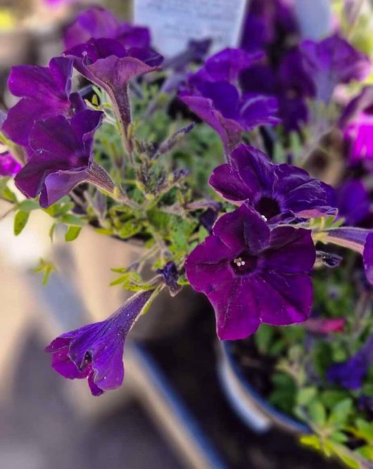 The Petunia 'Supertunia® 'Royal Velvet' in a 6" pot showcases its lush green leaves, beautifully set against a softly blurred background.