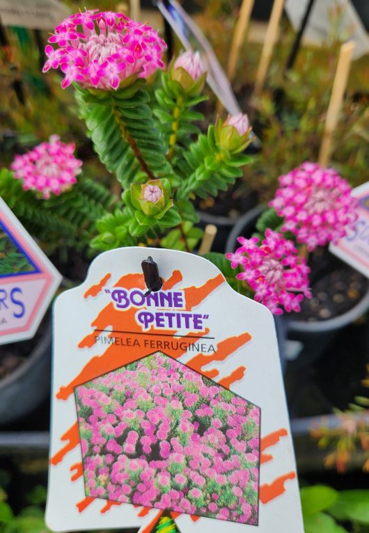 Pimelea ferruginea Bonnie Petite Rice flower in 6inch pot with label