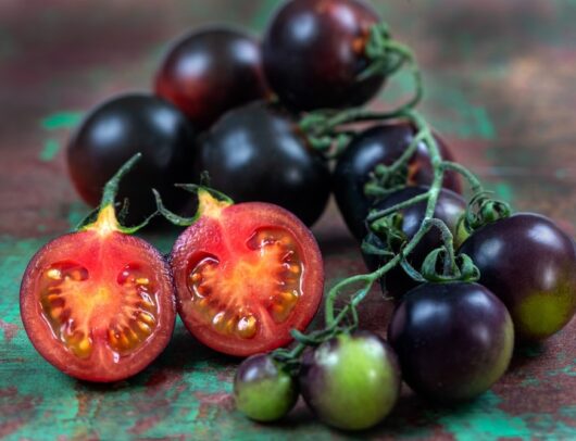 Solanum lycopersicum Tomato Lycopersicon esculentum Indigo Rose tomato edible fruit multicoloured burgundy and green foliage with red insides