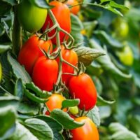 Tomato Principe Borghese Solanum lycopersicum red tomato fruits edible plant climbing