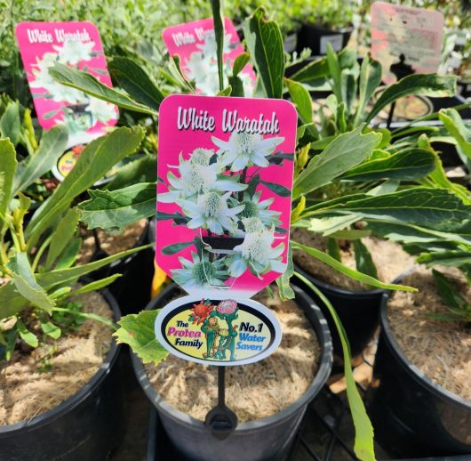 telopea white waratah potted plant with label