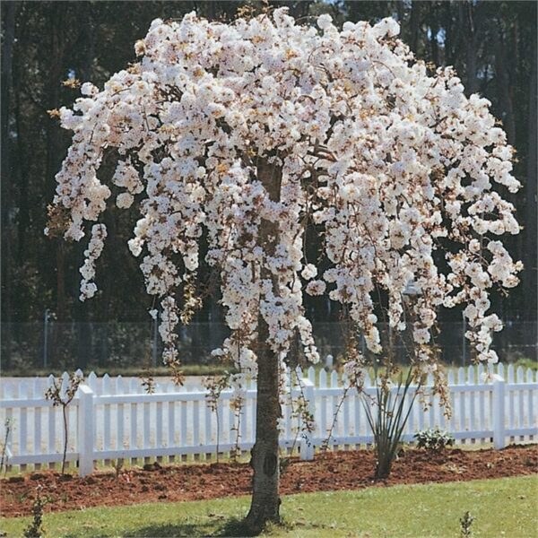 5 Most Popular Weeping Cherry Tree varieties -Hello Hello Plants