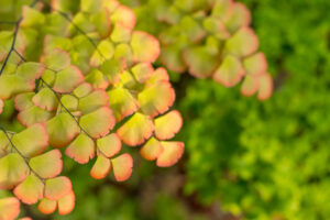 adiantum macrophyllum largeleaf maidenhair fern green and pink foliage fernery fronds