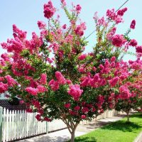 Crepe Myrtle