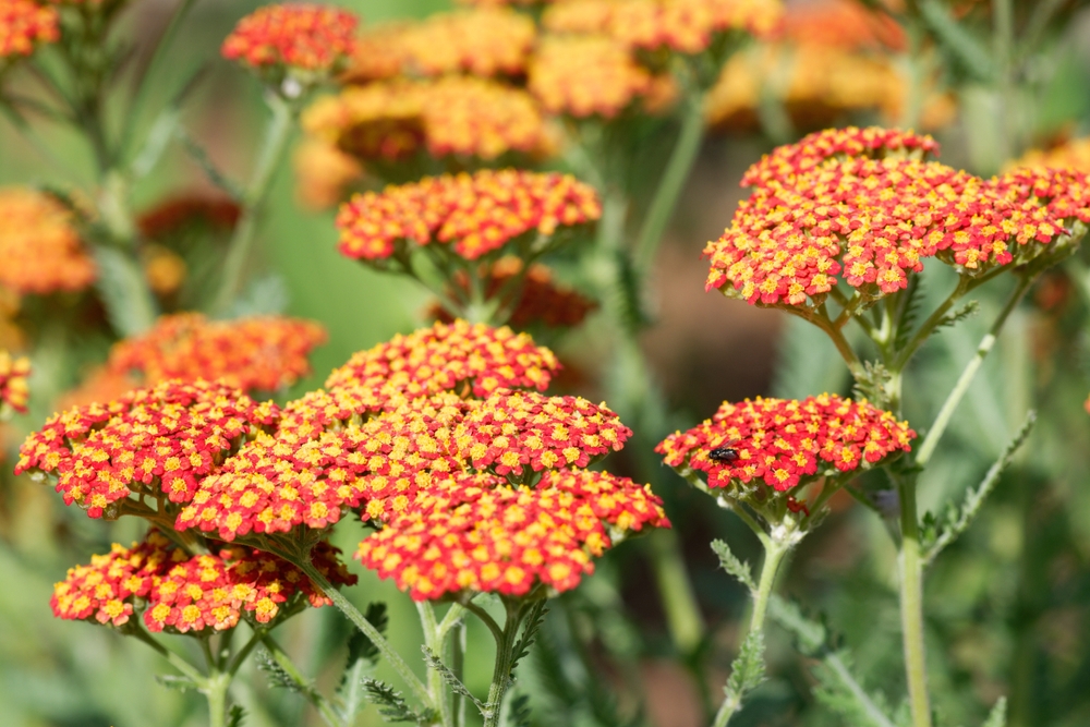 Achillea 'Desert Eve™ Terracotta' Yarrow 6