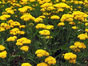 Achillea filipendulina Cloth of Gold Yarrow clusters of golden yellow flat flower heads