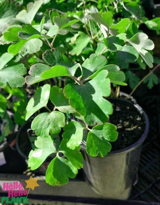 A potted Aquilegia 'William Guiness Magpie' with green, lobed leaves sits in a 6" pot, sporting its "Hello Hello Plants" label.