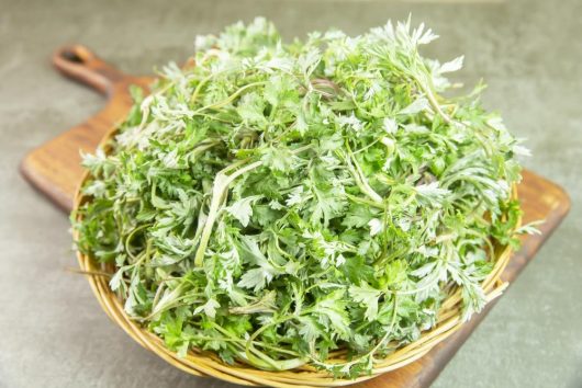 Fresh Artemisia 'Japanese Mugwort' Yomogi in a wicker basket on a wooden table. Artemisia princeps Mugwort Japanese Yomogi