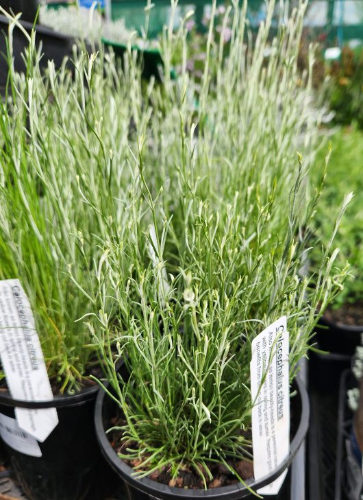 Calocephalus citreus Lemon Beauty Heads 6inch pot fuzzy grey green slender stems foliage