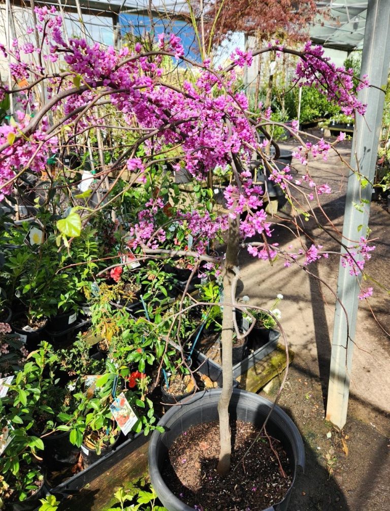 Cercis Covey 'Lavender Twist' Eastern Redbud 16