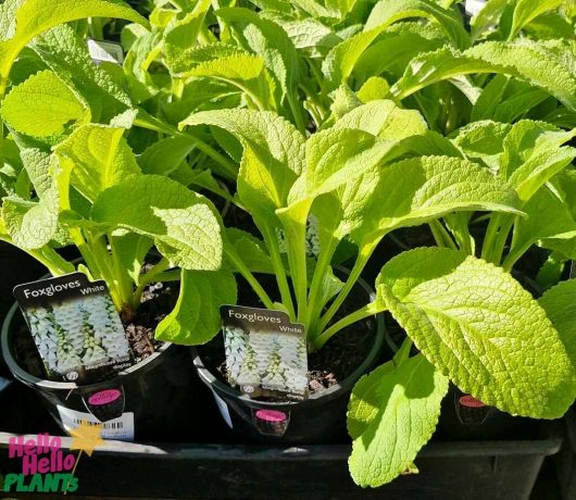 Digitalis 'White Foxgloves' in 6" pots, with large green leaves, are on display. Labels show species and variety.