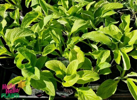 A close-up of lush green plant leaves with the elegant touch of Digitalis 'White Foxgloves' growing in 6-inch pots.