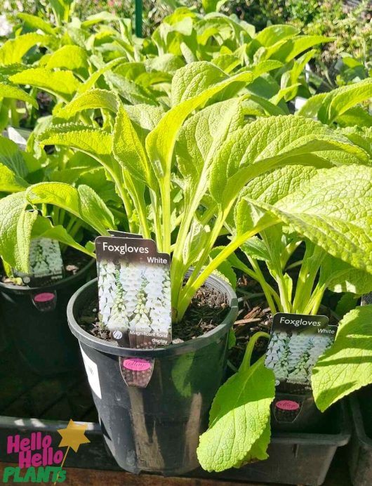 Digitalis 'White Foxgloves' with bright green leaves is displayed outdoors in 6" pots.