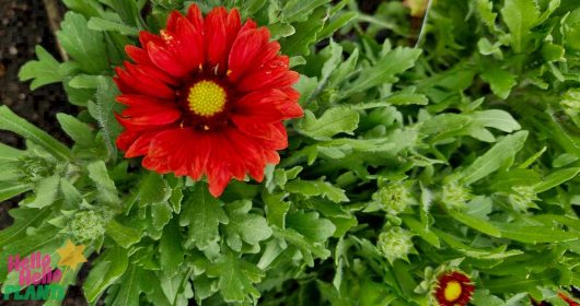 A vibrant Gaillardia 'Mesa Red' Blanket Flower from a 6" pot showcases its striking yellow-centered blooms amidst lush green leaves, with a smaller bud visible nearby on the right.