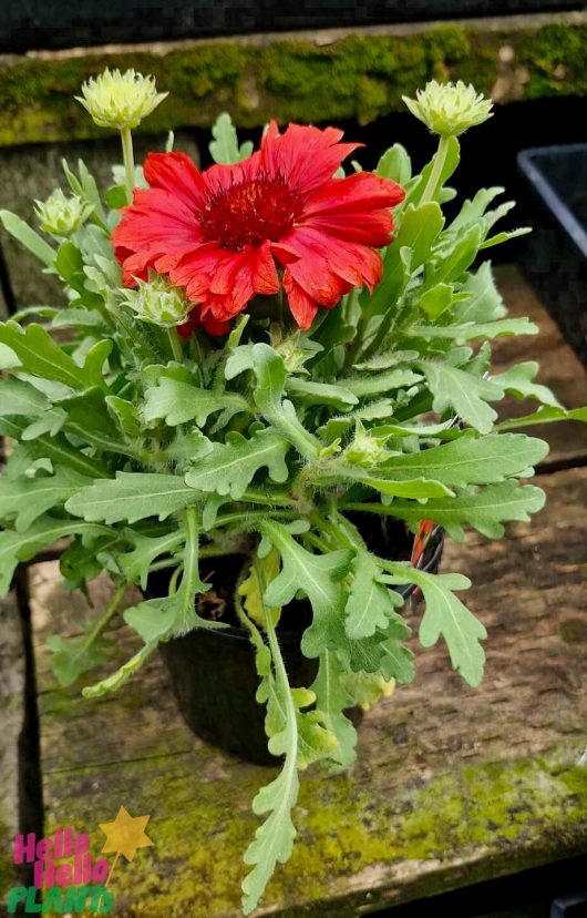 A potted Gaillardia 'Mesa Red' Blanket Flower in a 6" pot showcases vibrant red and white blooms, accompanied by lush green leaves, and is elegantly displayed on a wooden surface.