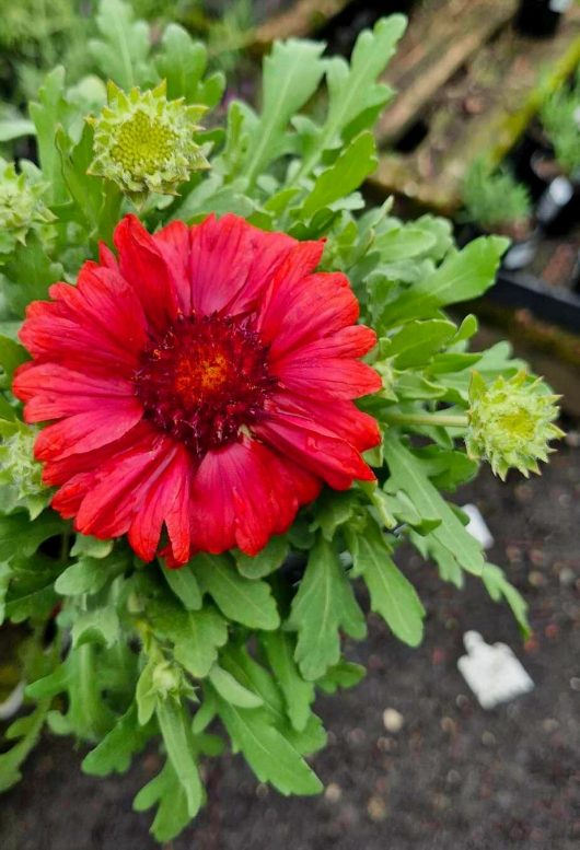 Close-up of a vibrant Gaillardia 'Mesa Red' flower with a yellow center, surrounded by green leaves and unopened buds, showcasing the beauty of this Blanket Flower in full bloom.