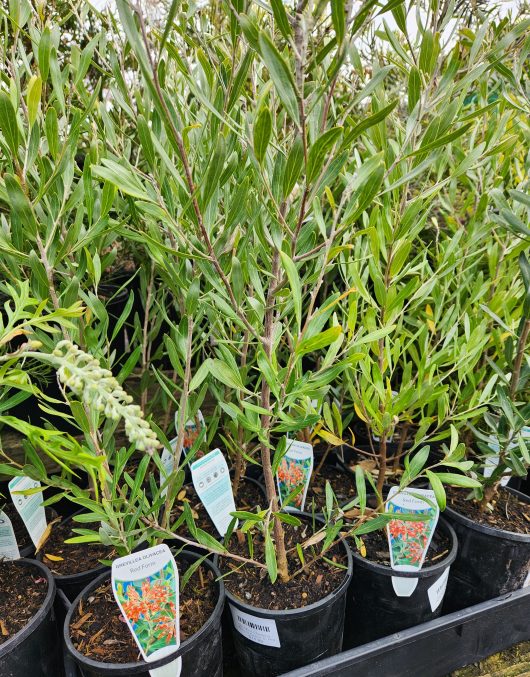 Grevillea olivacea Olive Leaf Grevillea Red flowering 6inch pots with upright tall green foliage and labels native