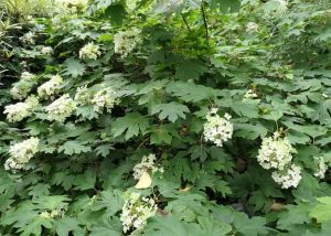 Hydrangea quercifolia Pee Wee bush with white flowers and green leaves