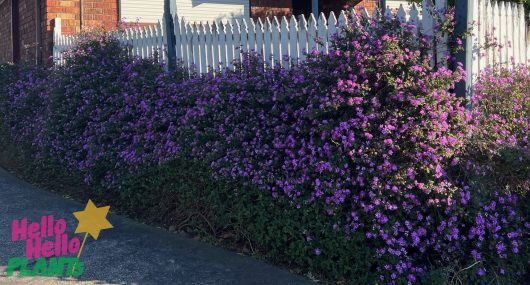A dense hedge of Lantana montevidensis 'Trailing Lantana' with vibrant purple flowers grows along the fence of a house, adorned with a "Hello Hello Plants" logo in the corner.