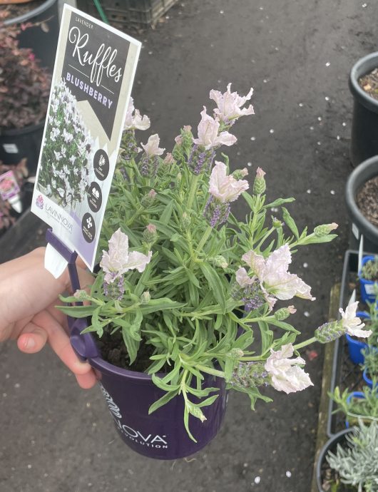 Lavandula pedunculata hybrid LAVINNOVA® Blushberry Ruffles Lavender 6inch Pot flowering