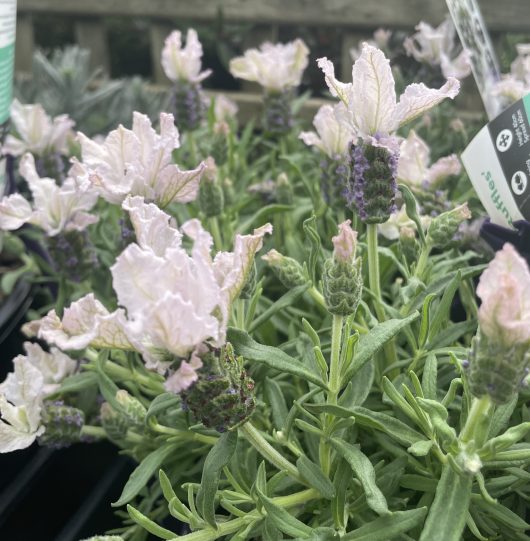 Lavandula pedunculata hybrid LAVINNOVA® Blushberry Ruffles Lavender masses of white ruffled flowers with purple flowers