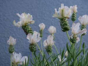 A bunch of Lavandula 'Lavinnova® Vanillaberry' Lavender flowers against a blue wall. Creamy white flowers vanilla berry ruffles white cream