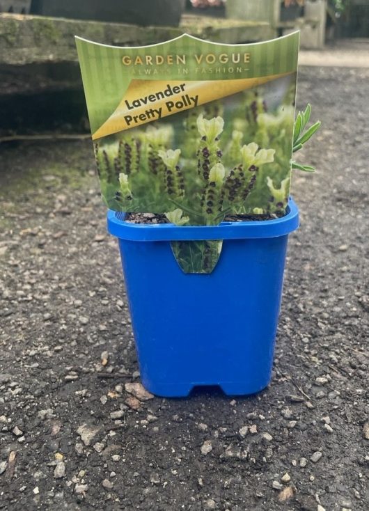 Lavandula stoechas Pretty Polly Spanish Lavender 4inch Pot white and purple bicolour flowered lavender