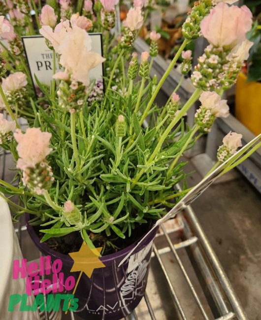 A Lavandula 'Lavinnova® Vanillaberry' Lavender in a 6" pot, featuring light pink flowers and lush green foliage, elegantly arranged on a metal cart.