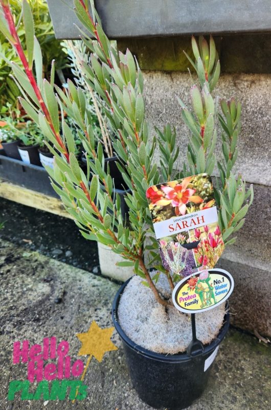 A Leucadendron 'Sarah' 8" Pot with a "Leucadendron 'Sarah'" label, nestled in an 8" pot on a concrete surface. Additional labels indicate "Part of the Protea Family" and "No. 1 Water Saver." Nearby is a "Hello Hello Plants" sign.