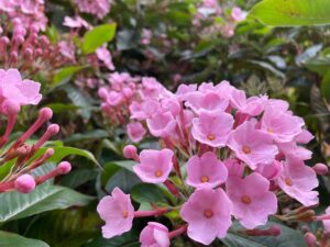 Luculia pinceana Pink Spice pink flowers in a bush with green leaves.