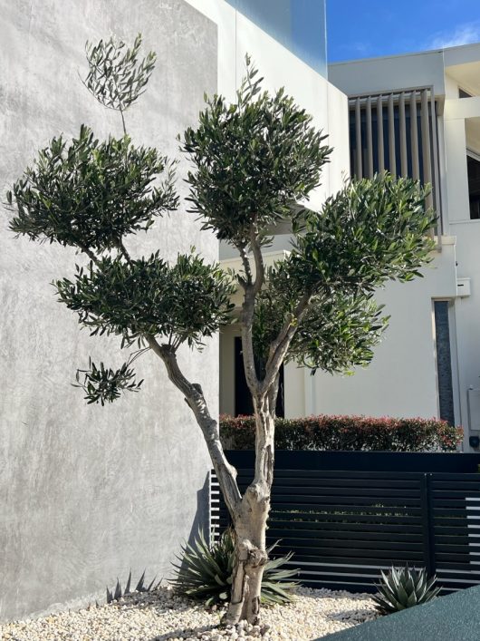 An Olea europaea 'Cloud Pruned' Olive 75L with a textured trunk and green leaves stands in a gravel landscaping area adjacent to a modern, light grey building on a clear, sunny day.