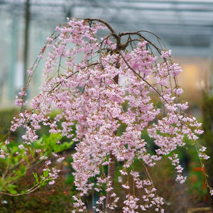 Subhirtella Rosea Weeping Cherry