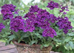 Verbena peruviana Cadet Upright™ Blue purple potted plant