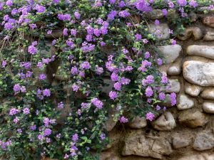 Purple Trailing Lantana