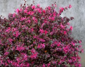 Loropetalum Plum Gorgeous