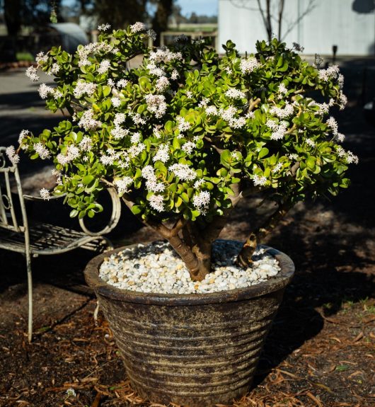Crassula ovata Jade leaved succulent plant in a pot with white stones at country property filled of white flowers