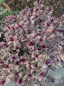 A plant with small, narrow leaves featuring purple and green variegation, with bright purple centers, offers stunning inspiration for any garden. This striking Hebe 'Inspiration' 8" Pot (Bulk Buy of 10) is perfect for those looking to bulk buy and add a vibrant touch to their outdoor space.