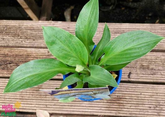 A Hosta 'Blue Angel' 4" Pot rests on the wooden slats, its broad green leaves framing a small bud.